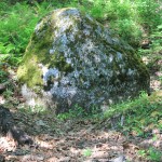 Rock marker nesting in oak leaves