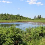 Swamp which yielded a Spanish coin