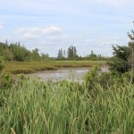 Swamp on Oak Island